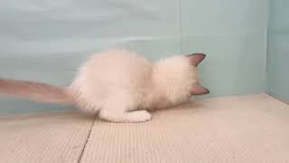 ラグドールの動画01