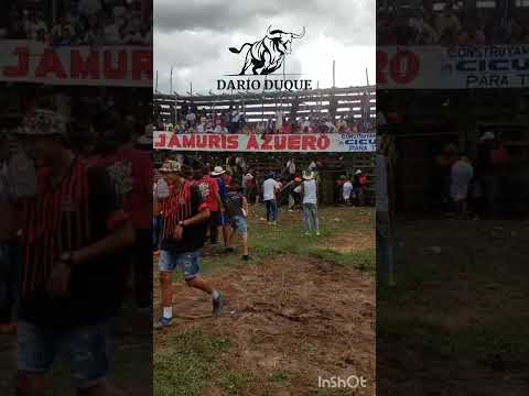 Toros en el limón Cicuco (  bolívar )