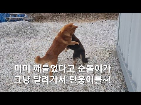 Mimi was bitten by Tanwoong.