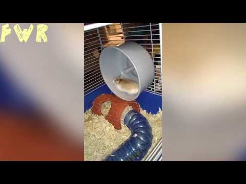 फनी विडियो | पार्ट 6 | Fun With Rushikesh | FWR