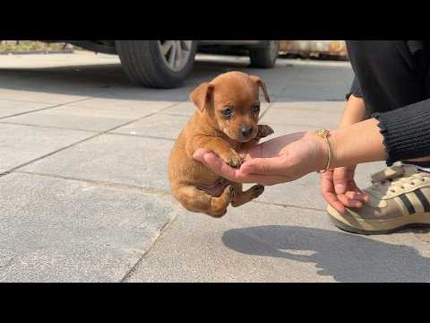 Don't leave me behind, let me come home with you#dog #puppy #goldenretreiver #kitten #cute