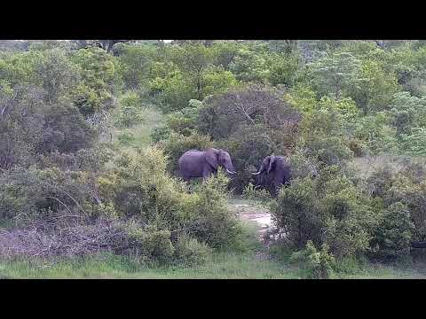 Djuma: Two Elephant bulls sparring - 06:11 - 12/23/21