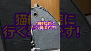 猫様病院に行く準備です、バックの中で大暴れ！#shorts #cat #動物病院