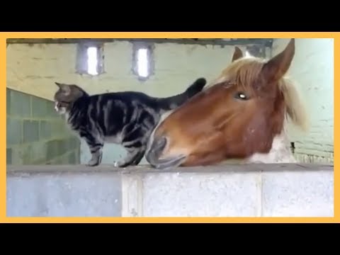 download lagu mp3 mp4 Cats Farting Loudly, download lagu Cats Farting Loudly gratis, unduh video klip Cats Farting Loudly