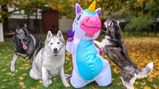 SURPRISING My Dogs with A New Friend! What Will They Think?