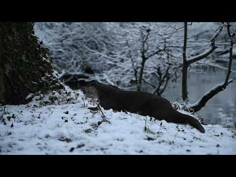 Endlich auch im Wisentgehege Schnee