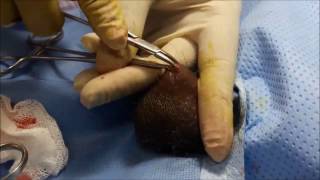 এন এস ভি