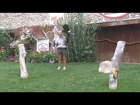 Hawk Tries to Kill Parrot at Utah's Hogle Zoo