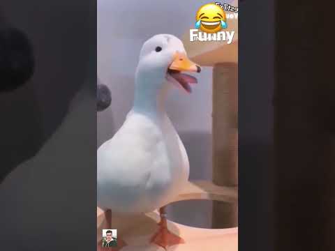 I try not to laugh the funny duck and donkey #shorts #funnyvideo #laugh #funny