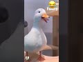 I Try Not To Laugh The Funny Duck And Donkey Shorts Funnyvideo Laugh Funny
