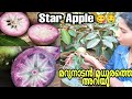 The exotic fruit - MILK FRUIT or STAR APPLE