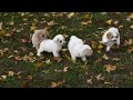 Bichpoo dogs for sale: Fisher - Video 1
