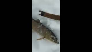 Снасть на микижу