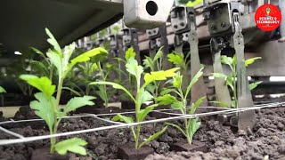 Incredible Robot Plug Planting Machine-Modern Tech