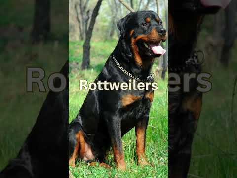 Top 3 Most Dangerous Dog Breeds in the World! #shortfilm