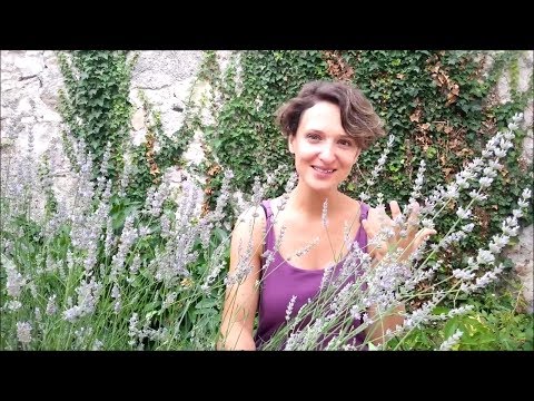 Wesen und Wirkung von Lavendel
