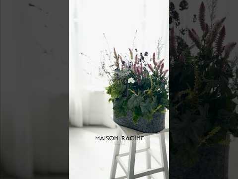 常緑の顕花植物ビニョーネはバルコニーですぐに成長します