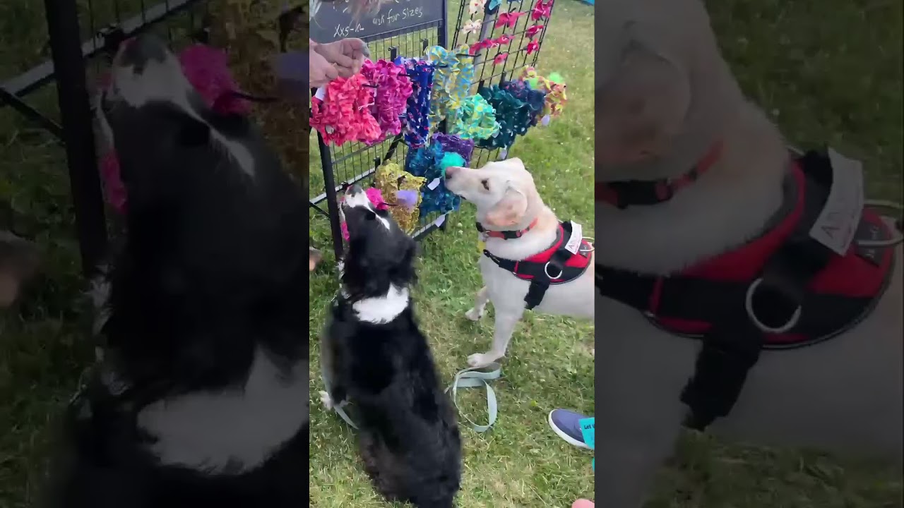 Elza, a ADOPTABLE mixed breed in Morristown, NJ video 6/6