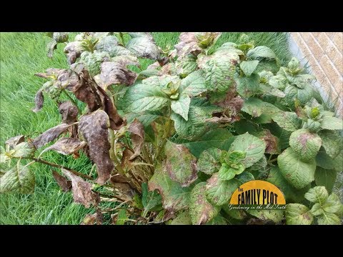 download lagu mp3 mp4 Hydrangea Leaves Turning Brown And Curling Up, download lagu Hydrangea Leaves Turning Brown And Curling Up gratis, unduh video klip Hydrangea Leaves Turning Brown And Curling Up