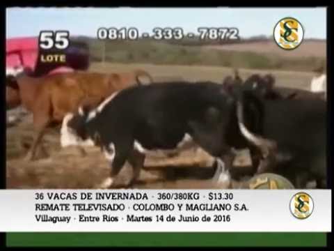 14-06-16 - Venta de Vacas de invernada - Remate Televisado Colombo y Magliano S.A.