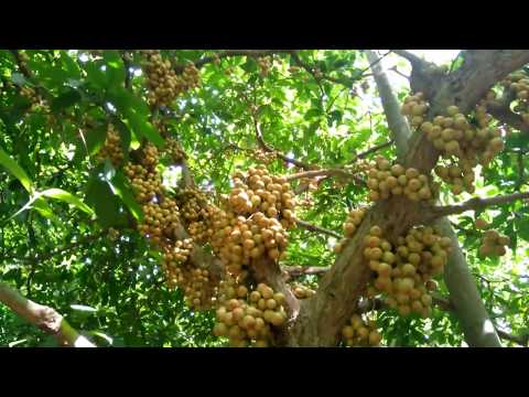 লটকন চাষে অর্থ পুষ্টি দুই আসে