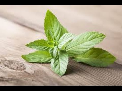 Medicinal Mint for Dogs and  Cats