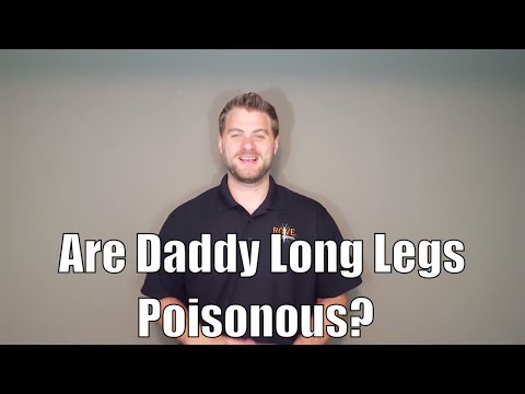 Are daddy long legs poisonous?