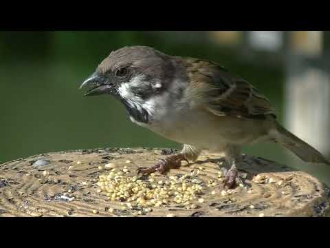 餌を貰いに来るすずめ達  20221004pm 8（天満宮）