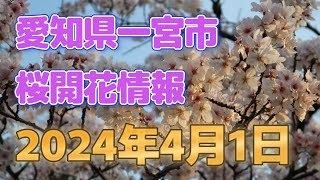 2024年4月1日　愛知県一宮市　桜開花情報