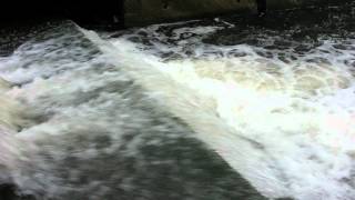 preview picture of video 'Lake Erie Steelhead - October 07, 2012'