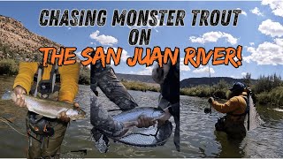 Chasing Monster Trout on the San Juan River! #fishing #flyfishing #newmexico #rainbowtrout