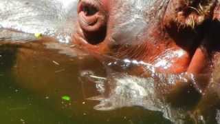 Woke Up Laughing 79-89