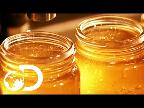 There Are SO Many Interesting Steps in the Making of Honey