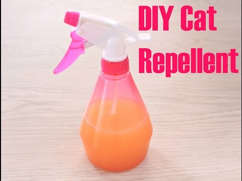 DIY CAT REPELLENT