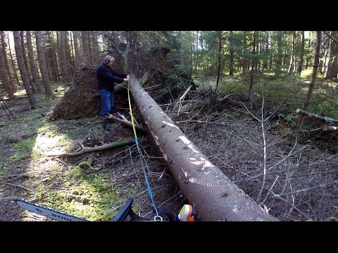 Ställ upp rotstocken