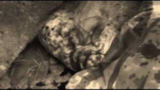 Video feat Masna Mord - Chcípneš