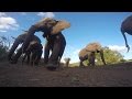 GoPro Awards African Elephant Bites A GoPro