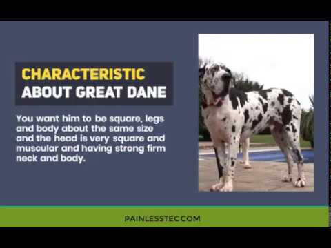 2020 THE GREAT DANE BEST GUARD DOG