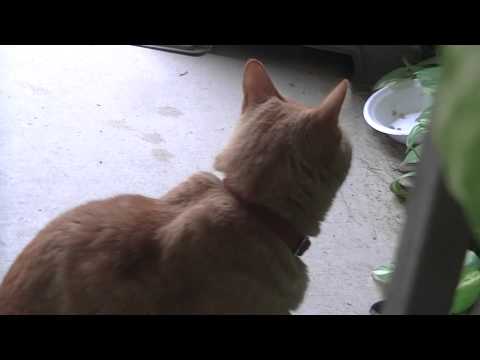 Tigger the cat holds his mouth open in a strange way when he meows