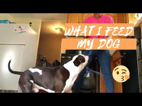 What I Feed My Puppy | Wholehearted Dog Food