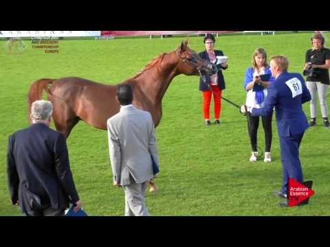 N.61 SKIPINZSKI - Chantilly 2017 European Breeders'Championship - 2 Years Old Colts (Class 6)