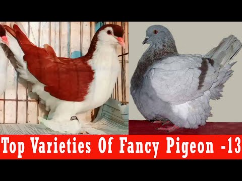 , title : 'Top Varieties Of Fancy Pigeon #13'