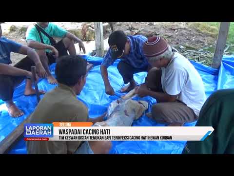 Tim Keswan Distan Temukan Sapi Kurban Terinfeksi Cacing Hati
