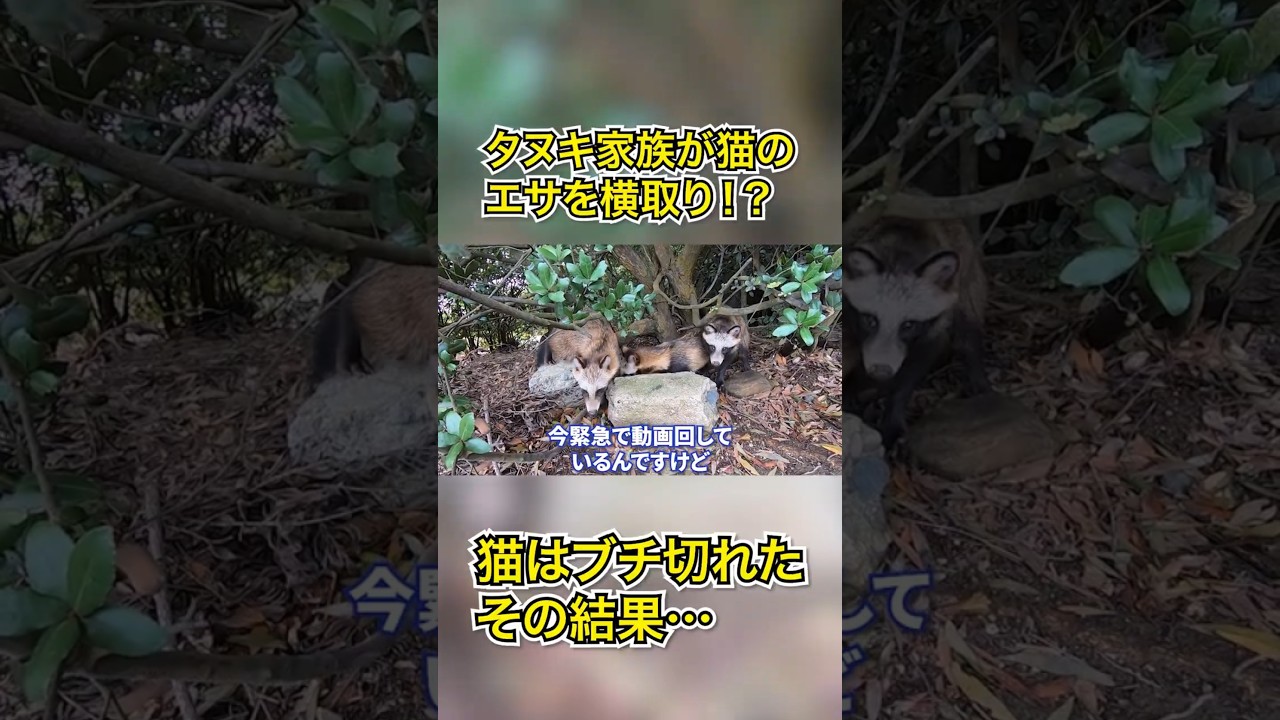 タヌキが野良猫のエサを横取り！？その結果キレた猫は…#shorts