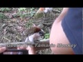 All Panama Animals in 99 seconds! 