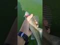 Video Thumbnail for Walleye #shorts #fishing