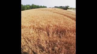 Wheat harvest 2021 day2