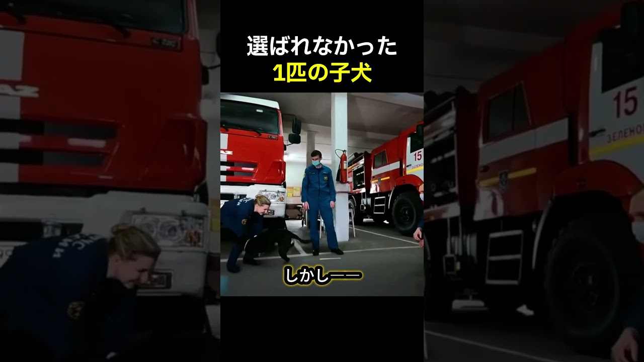 【実話】誰にも選ばれなかった1匹の子犬…なぜ毎朝消防署に現れたのか