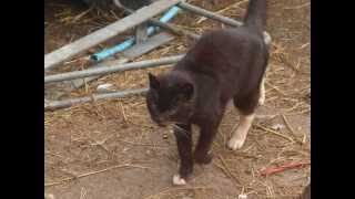 Anthony Phillips - Forgotten Angels