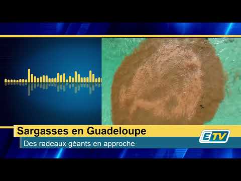 Sargasses en GUADELOUPE : des radeaux géants en approche